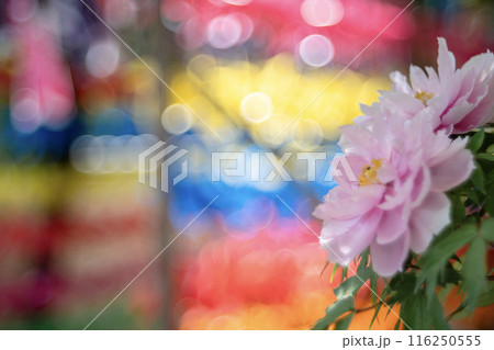 ピンクの花とカラフル背景 116250555