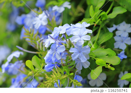 ブルーの瑠璃茉莉(ルリマツリ)の花 ブルーの瑠璃茉莉(ルリマツリ)の花 116250741