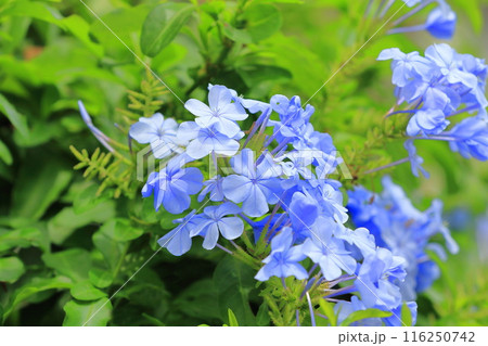 ブルーの瑠璃茉莉（ルリマツリ）の花 116250742