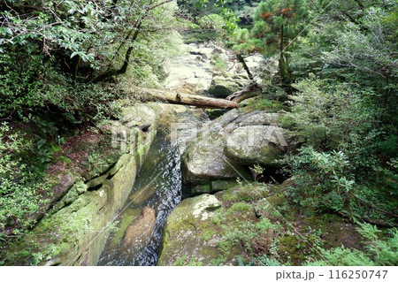 綺麗な川・屋久島 116250747