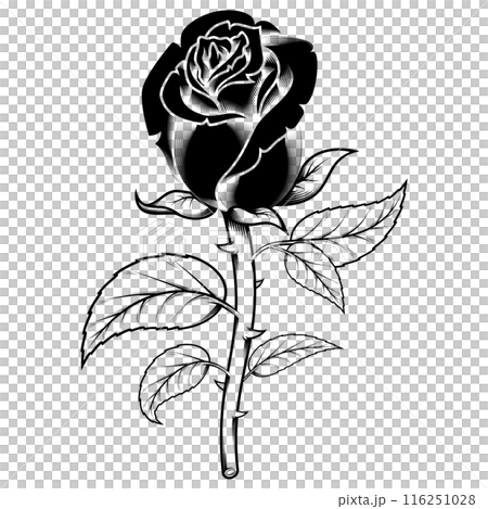 Rose with petals and thorns 116251028
