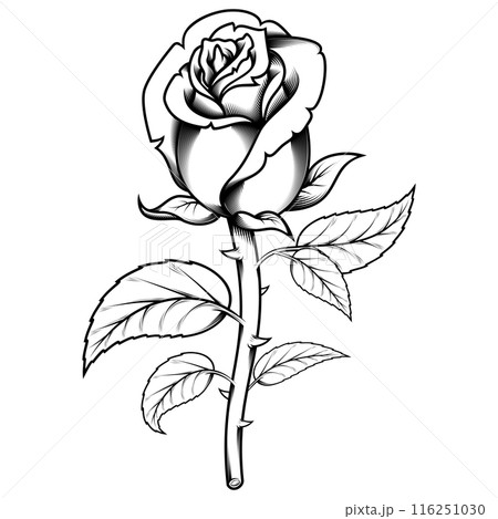 Rose with petals and thorns Rose with petals and thorns 116251030