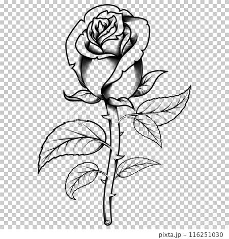Rose with petals and thorns Rose with petals and thorns 116251030