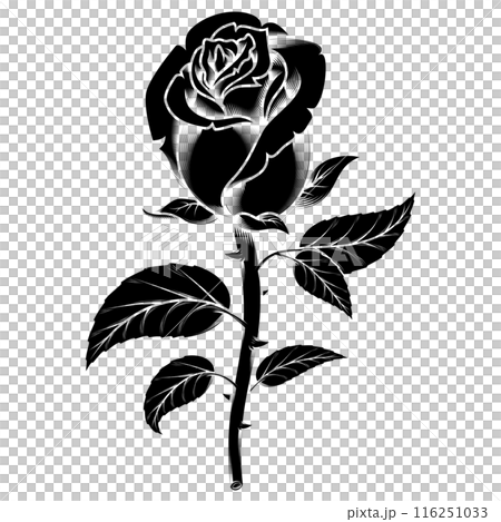 Rose with petals and thorns 116251033