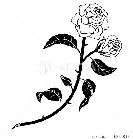 Rose with petals and thorns 116251038