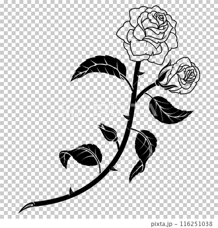 Rose with petals and thorns 116251038