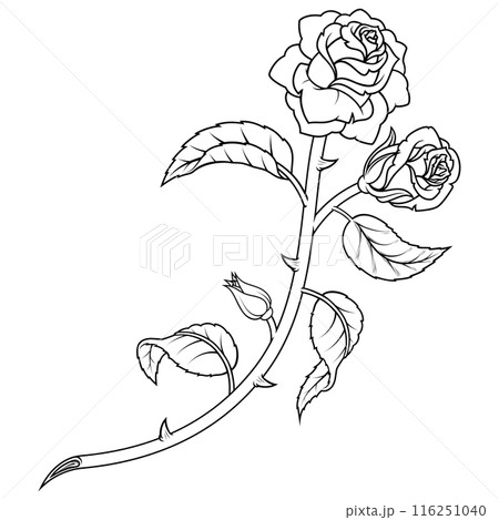 Rose with petals and thorns 116251040