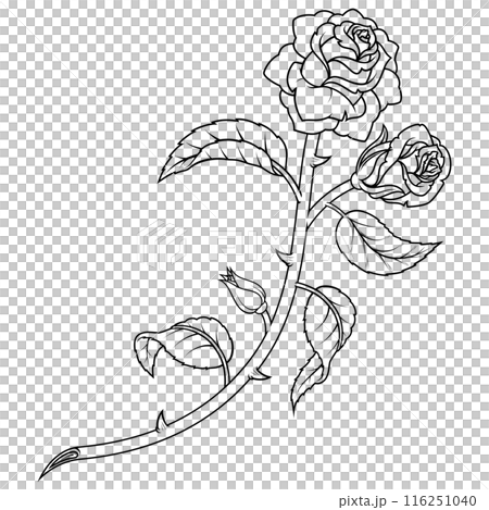 Rose with petals and thorns 116251040