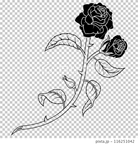 Rose with petals and thorns 116251042