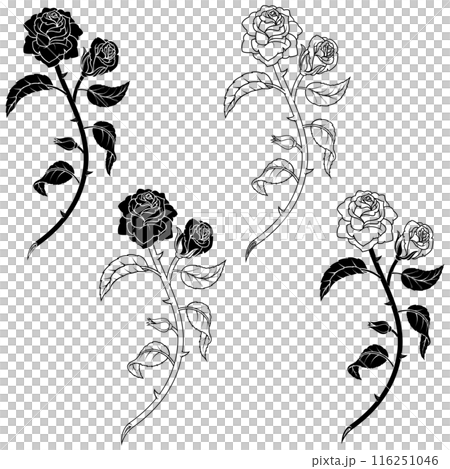Rose with petals and thorns 116251046