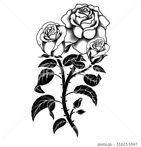 Rose with petals and thorns Rose with petals and thorns 116251047