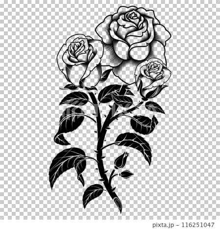 Rose with petals and thorns Rose with petals and thorns 116251047