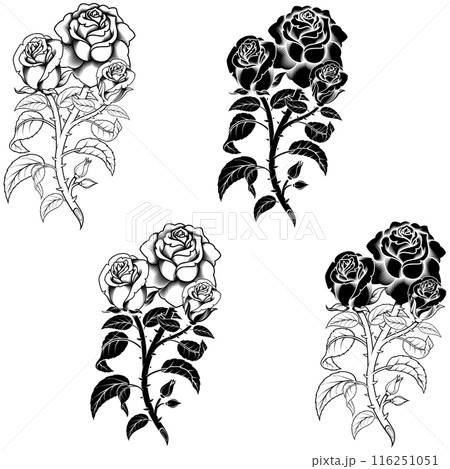 Rose with petals and thorns 116251051
