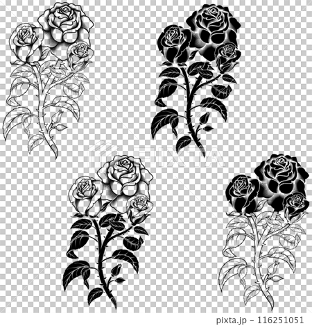 Rose with petals and thorns 116251051