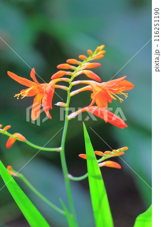 姫檜扇水仙（ヒメヒオウギズイセン）の花 116251190