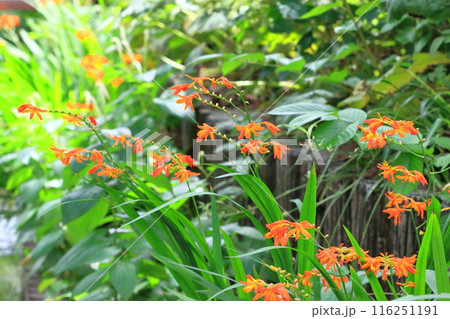 姫檜扇水仙（ヒメヒオウギズイセン）の花 116251191