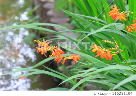 姫檜扇水仙（ヒメヒオウギズイセン）の花 116251194