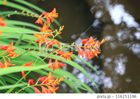 姫檜扇水仙(ヒメヒオウギズイセン)の花 姫檜扇水仙(ヒメヒオウギズイセン)の花 116251196