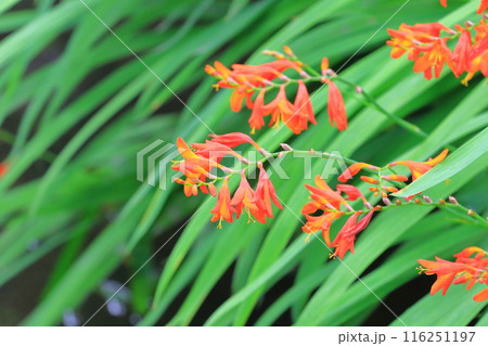 姫檜扇水仙（ヒメヒオウギズイセン）の花 116251197