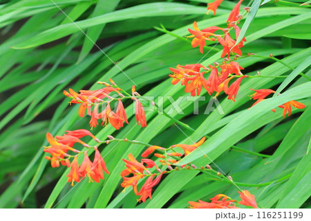 姫檜扇水仙(ヒメヒオウギズイセン)の花 姫檜扇水仙(ヒメヒオウギズイセン)の花 116251199