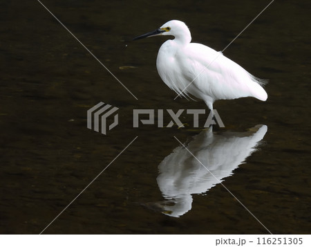 鴨川　白鷺 116251305