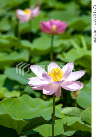 岩手県大船渡市中尊寺蓮 岩手県大船渡市中尊寺蓮 116251375