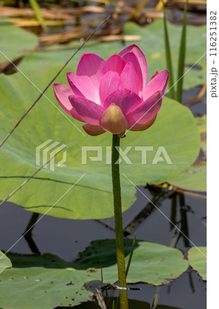 岩手県大船渡市中尊寺蓮 岩手県大船渡市中尊寺蓮 116251382