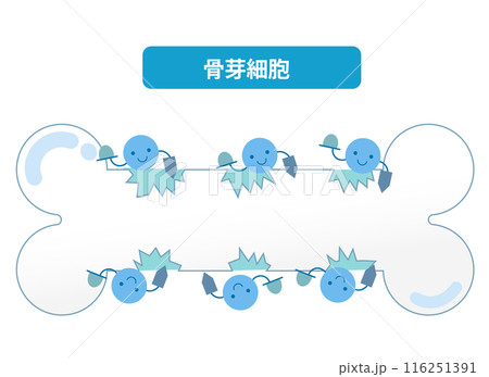 骨芽細胞による骨形成の仕組み。骨のリモデリング 116251391