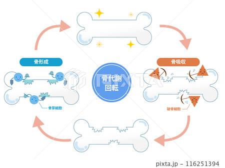 破骨細胞と骨芽細胞による骨吸収と骨形成の仕組み。骨のリモデリング 116251394