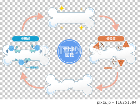 破骨細胞と骨芽細胞による骨吸収と骨形成の仕組み。骨のリモデリング 116251394