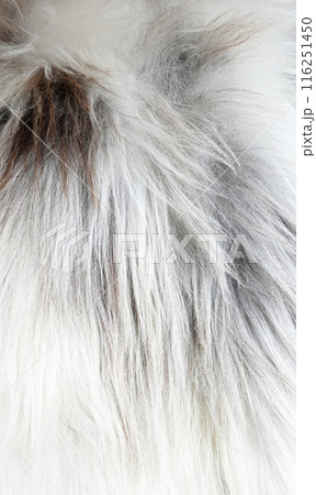reindeer fur white closeup texture background 116251450