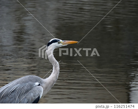 京都鴨川 アオサギ(青鷺) 京都鴨川 アオサギ(青鷺) 116251474