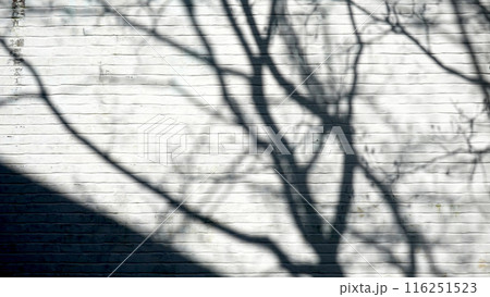 tree shadow on the white brick wall 116251523
