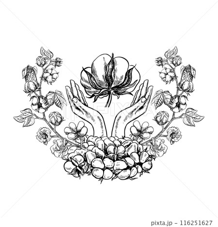 The cotton is organic. Hands holding cotton. Black and white vector illustration in the form of a logo or emblem. Isolate, hand-drawn on a white background. For labels, packaging, posters, and covers. The cotton is organic. Hands holding cotton. Black and white vector illustration in the form of a logo or emblem. Isolate, hand-drawn on a white background. For labels, packaging, posters, and covers. 116251627