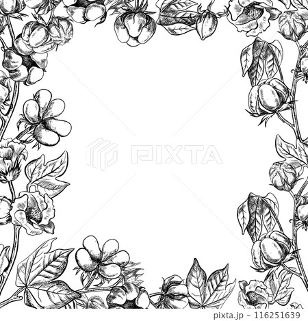 The cotton is organic. A frame with cotton twigs. Black and white, detailed, graphic, vector illustration, hand-drawn, on a white background. For labels, packaging, postcards and posters. 116251639