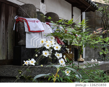 山科地蔵徳林庵 秋明菊と六地蔵 山科地蔵徳林庵 秋明菊と六地蔵 116251650