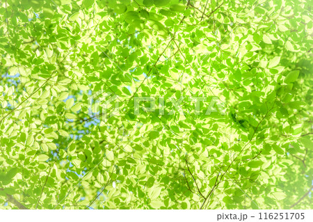 新緑葉の背景用画像 116251705