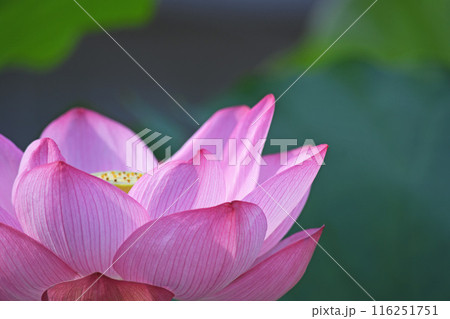 蓮の花 蓮の花 116251751