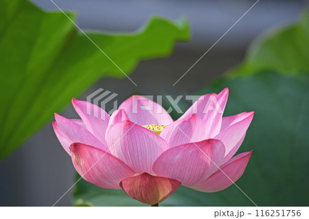 蓮の花 116251756