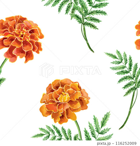 Marigolds seamless pattern, watercolor. Vector illustration of a flower. Day of the Dead greeting cards, wrapping paper, fabric, covers, wallpaper. 116252009
