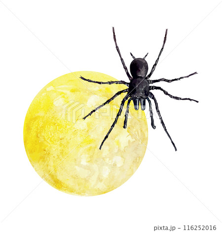 Spider and moon, watercolor. Hand drawn vector illustration. For Day of the Dead and Halloween greeting cards, invitations, banners, posters, flyers. 116252016
