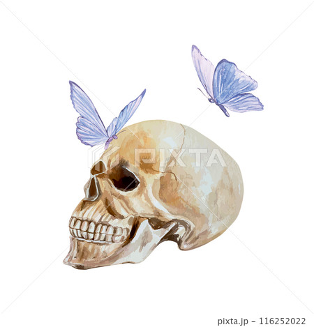 Human skull profile, blue butterflies, watercolor. Vector illustration. Day of the Dead and Halloween cards, invitations, banners, posters, flyers. 116252022