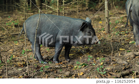 A Vietnamese pot-bellied pig stands in a grassy field, showing off its black skin, adorable muzzle and small size. A piglet in natural conditions. A Vietnamese pot-bellied pig stands in a grassy field, showing off its black skin, adorable muzzle and small size. A piglet in natural conditions. 116252054