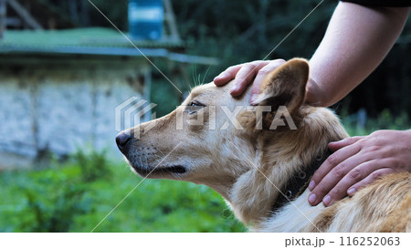 A tender moment captured between a man and a dog. The man affectionately scratches the dog's head, evoking a sense of companionship and love. 116252063