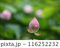 清浄なるハスの花 116252232