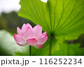 清浄なるハスの花 116252234
