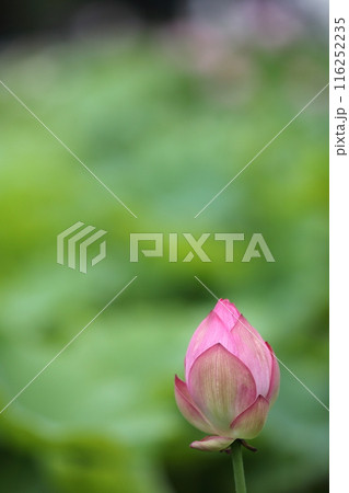 清浄なるハスの花 116252235