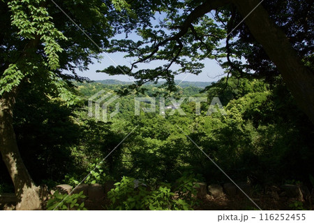 春の源氏山公園の眺め 春の源氏山公園の眺め 116252455