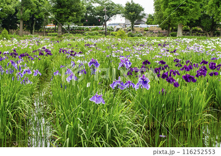 東京都　都立水元公園　葛飾菖蒲まつり 116252553