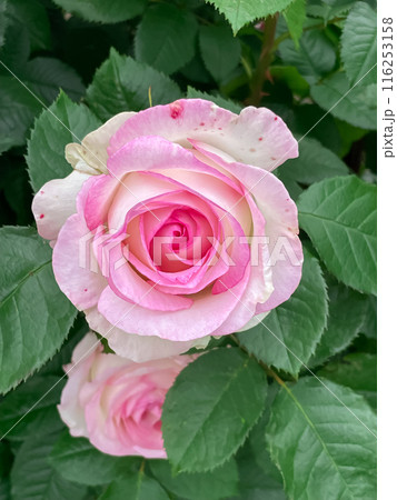 バラ一輪ームーンストーン 116253158